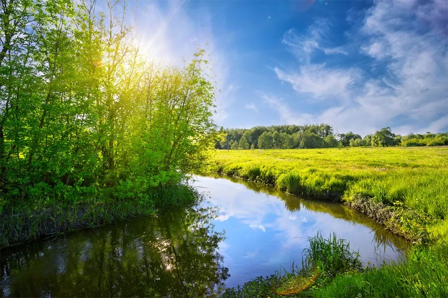 Sunny River Picture