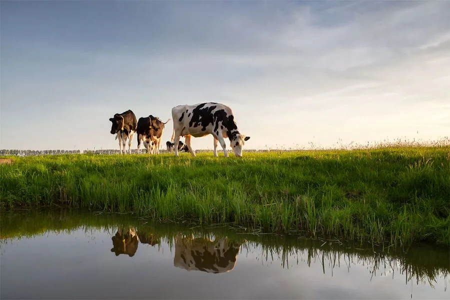 Cows on Pasture with Water