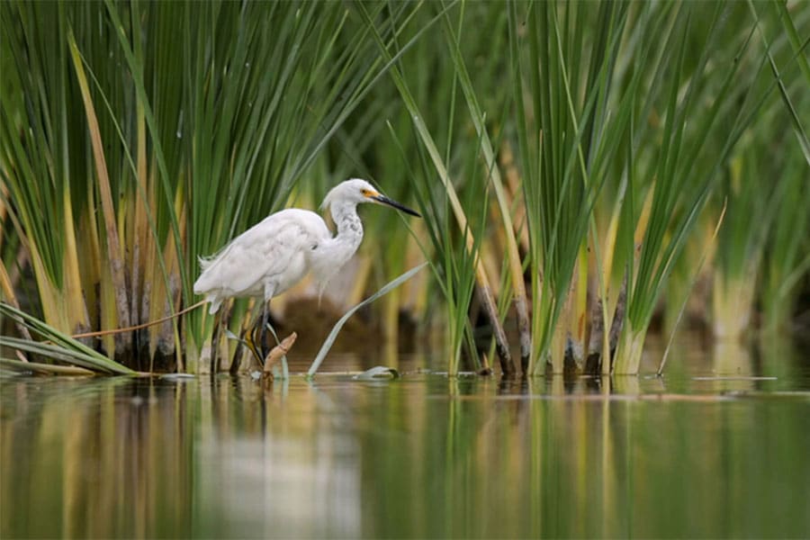 White Bird Walking in Wetlands