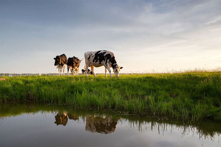 Cows on Pasture with Water